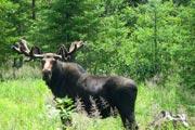 Photo: DEER MOUNTAIN
